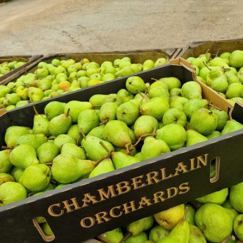 Chamberlain Orchards - Adelaide Hills - 15kg Organic Packham Pears