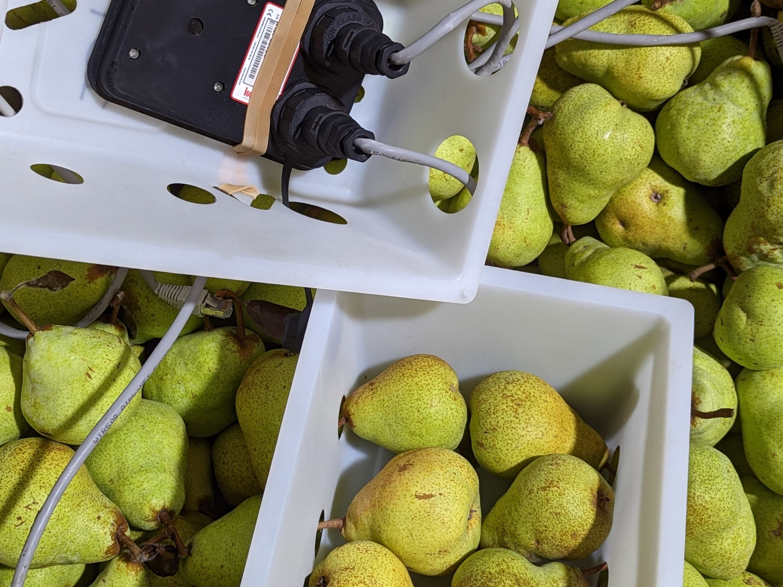 Paracombe Premium Perry - Become a Pear Grower for the day - Fruit Storage Technology