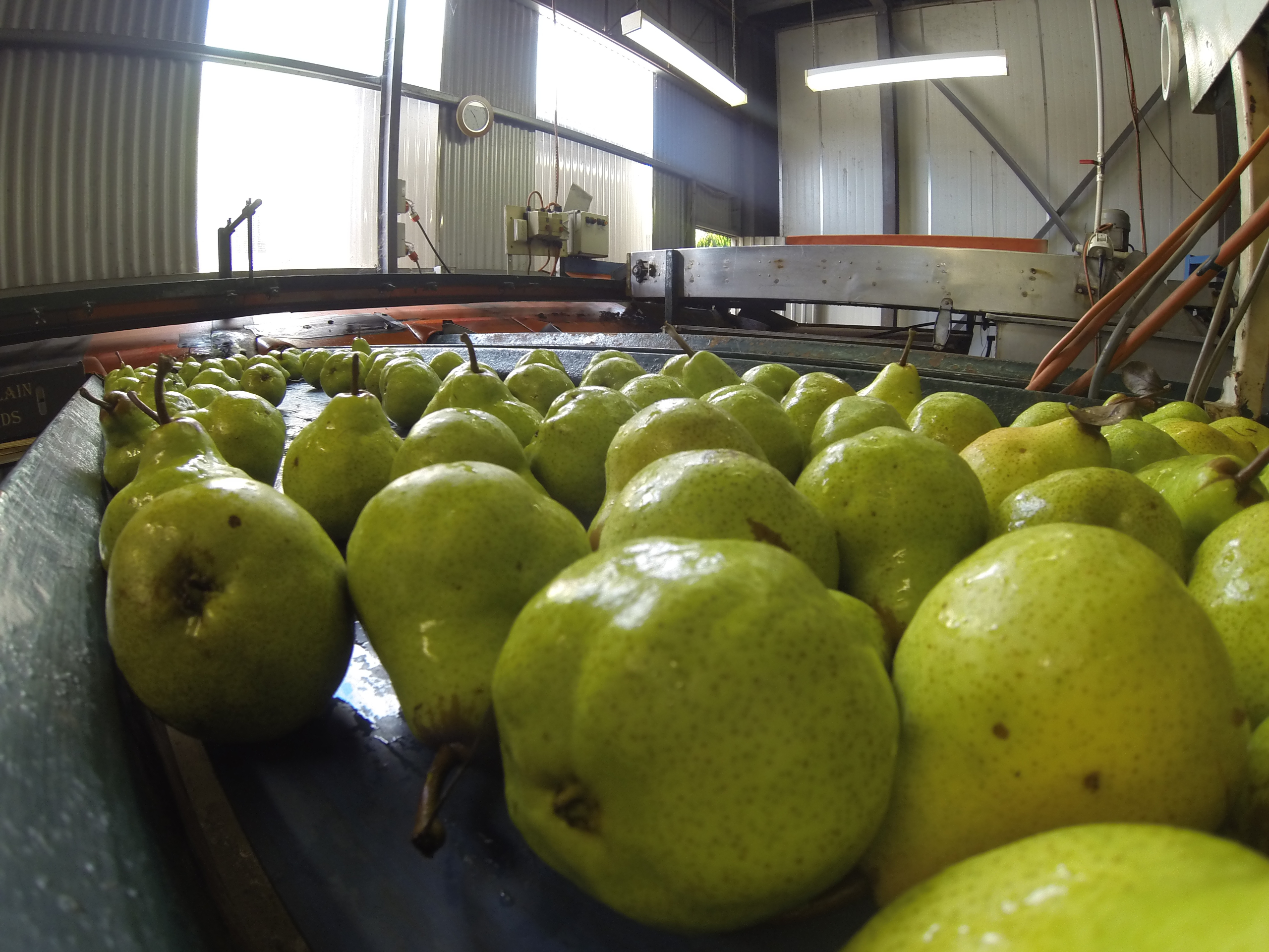 Paracombe Premium Perry - Become a Pear Grower for the day - Grading Pears