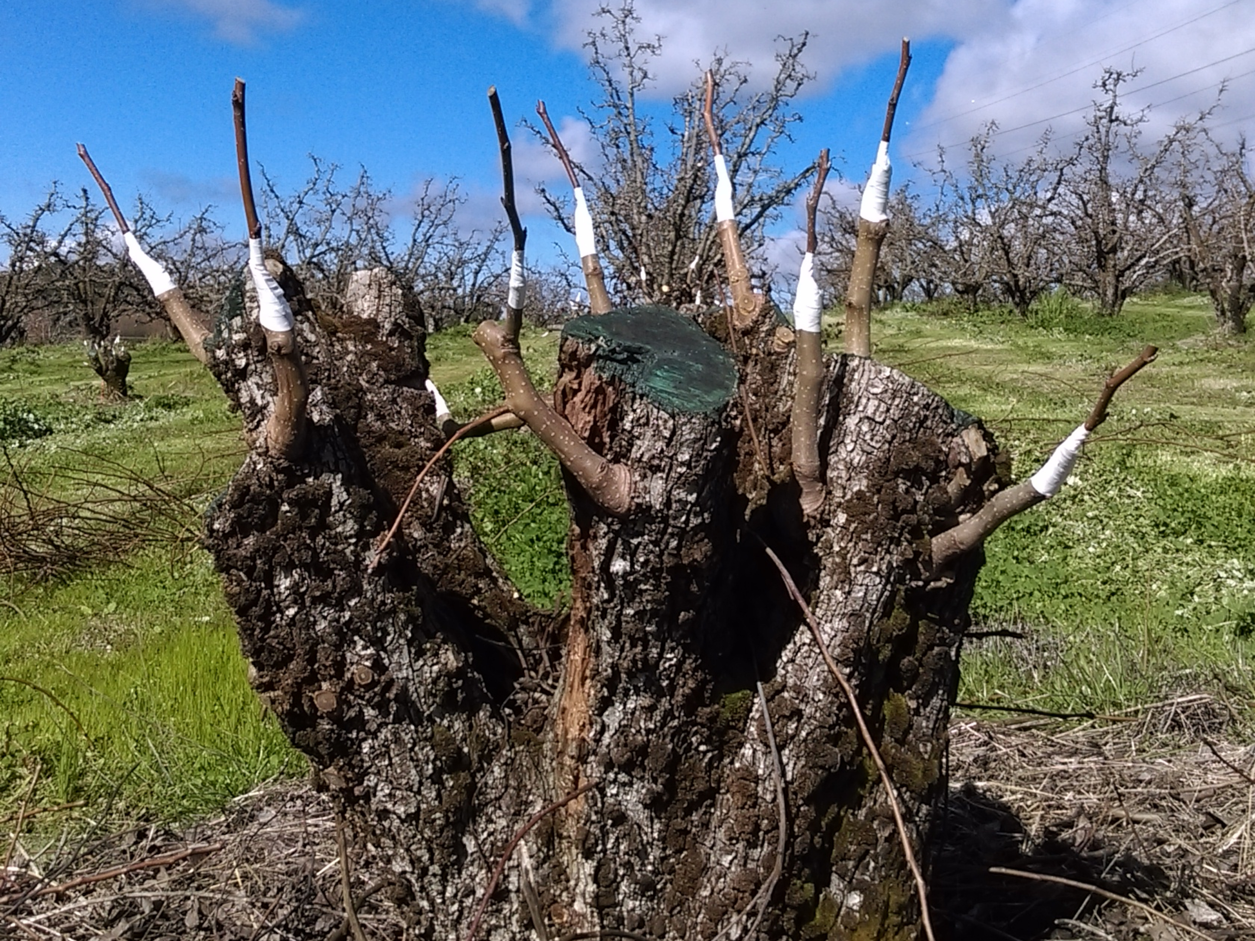 Paracombe Premium Perry - Become a Pear Grower for the day - Grafting