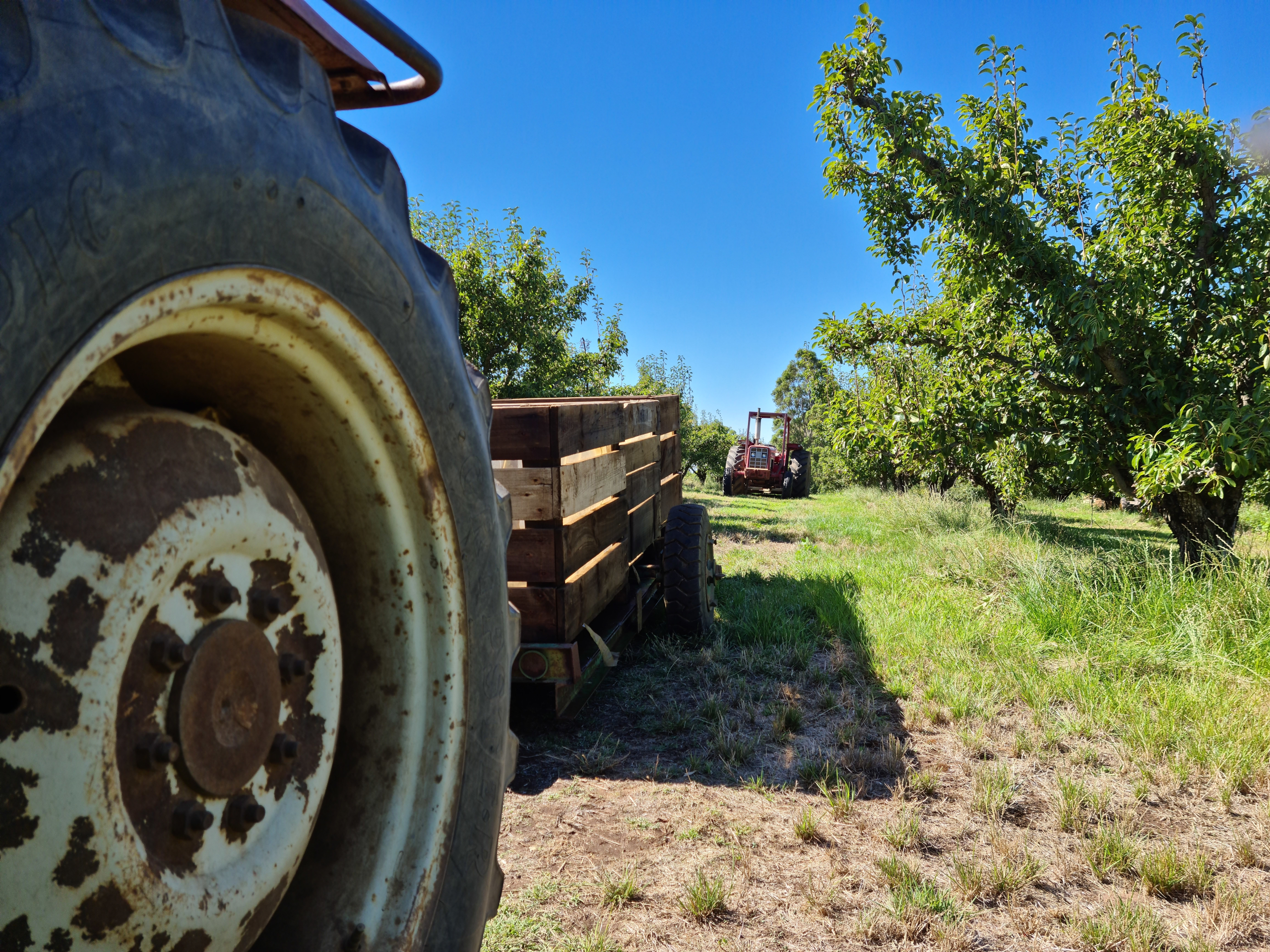 Paracombe Premium Perry - Become a Pear Grower for the day - Harvest