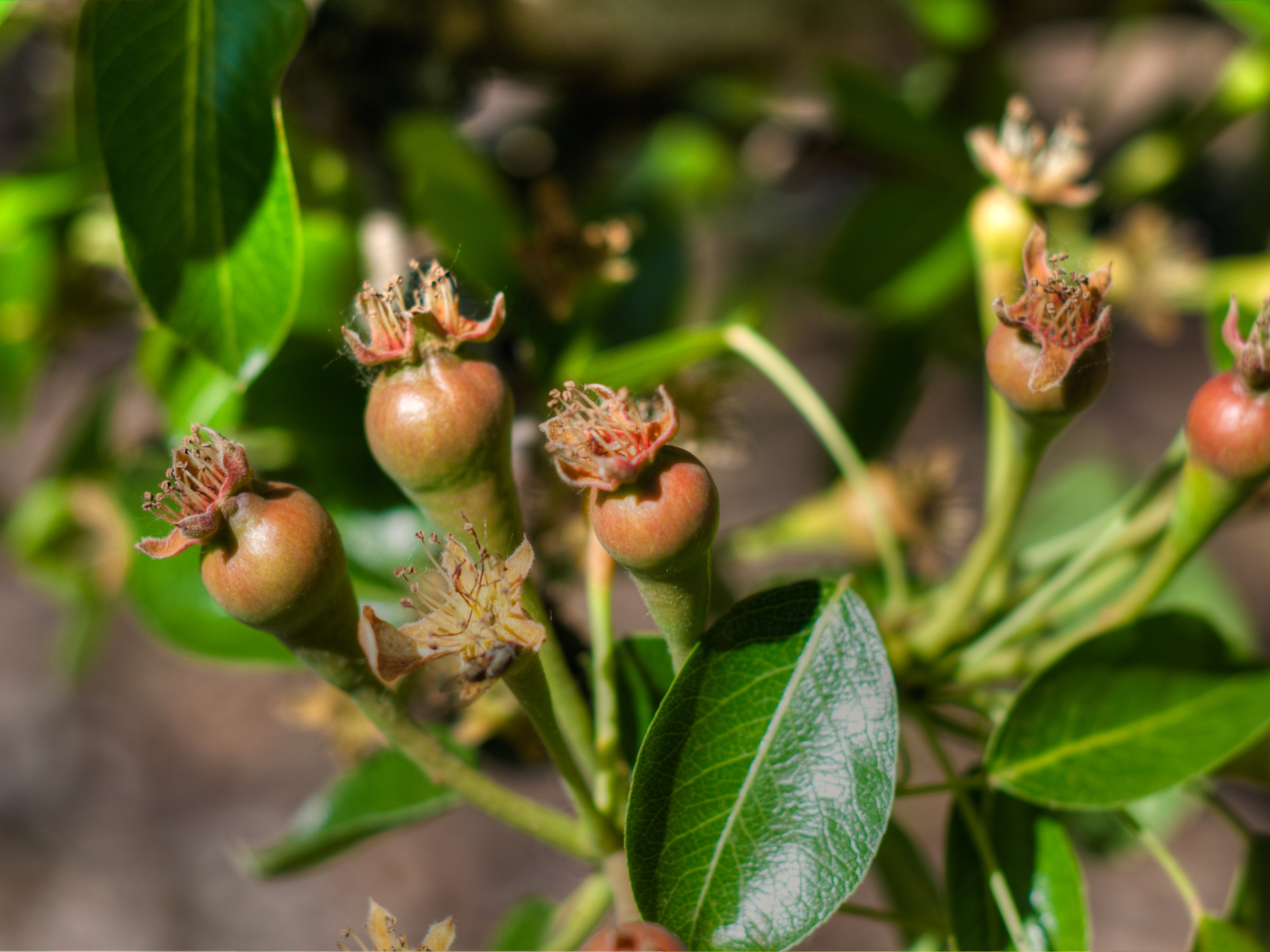 Paracombe Premium Perry - Become a Pear Grower for the day - Tinning Pears