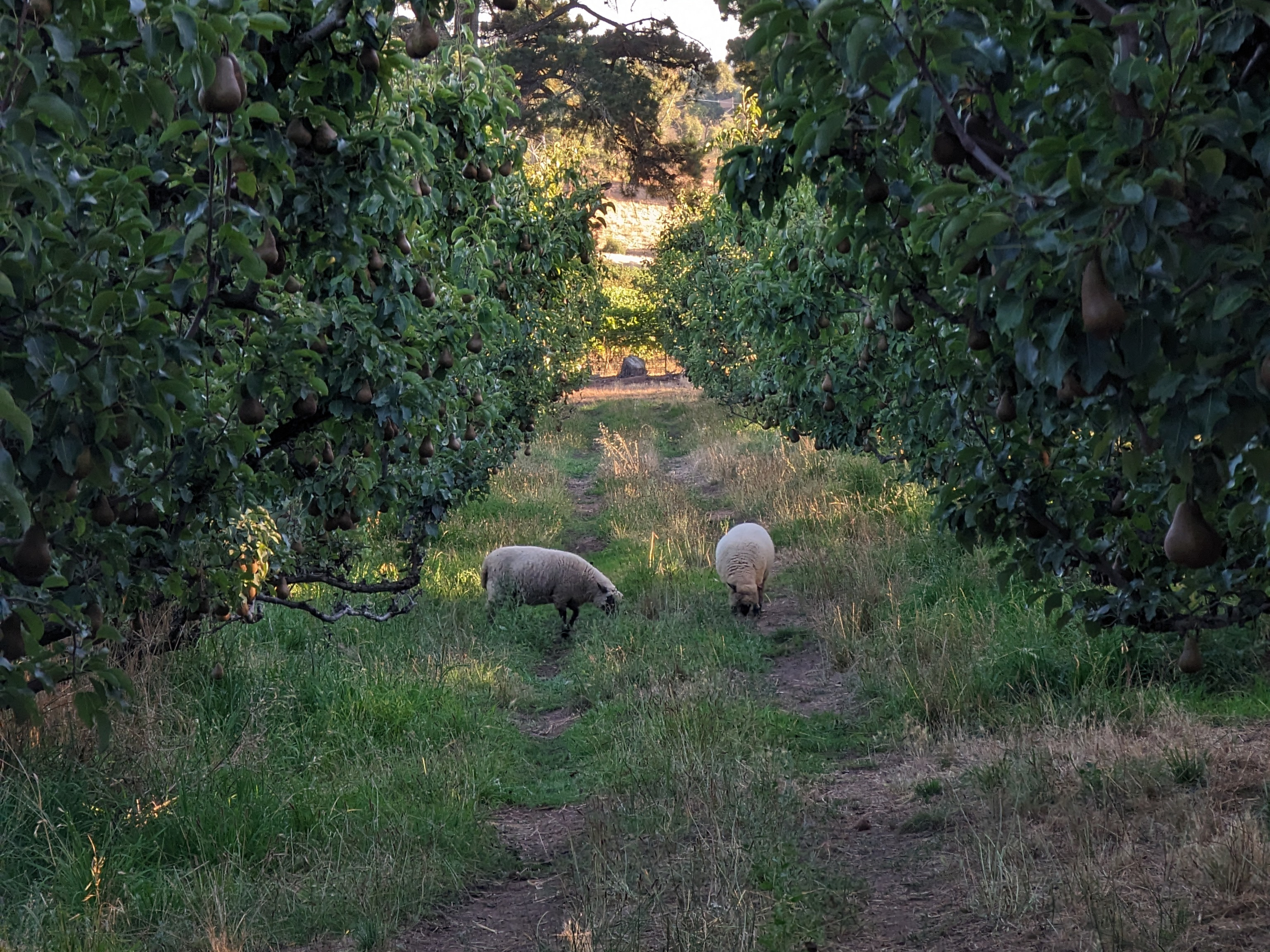 Paracombe Premium Perry - Become a Pear Grower for the day - Weed Management