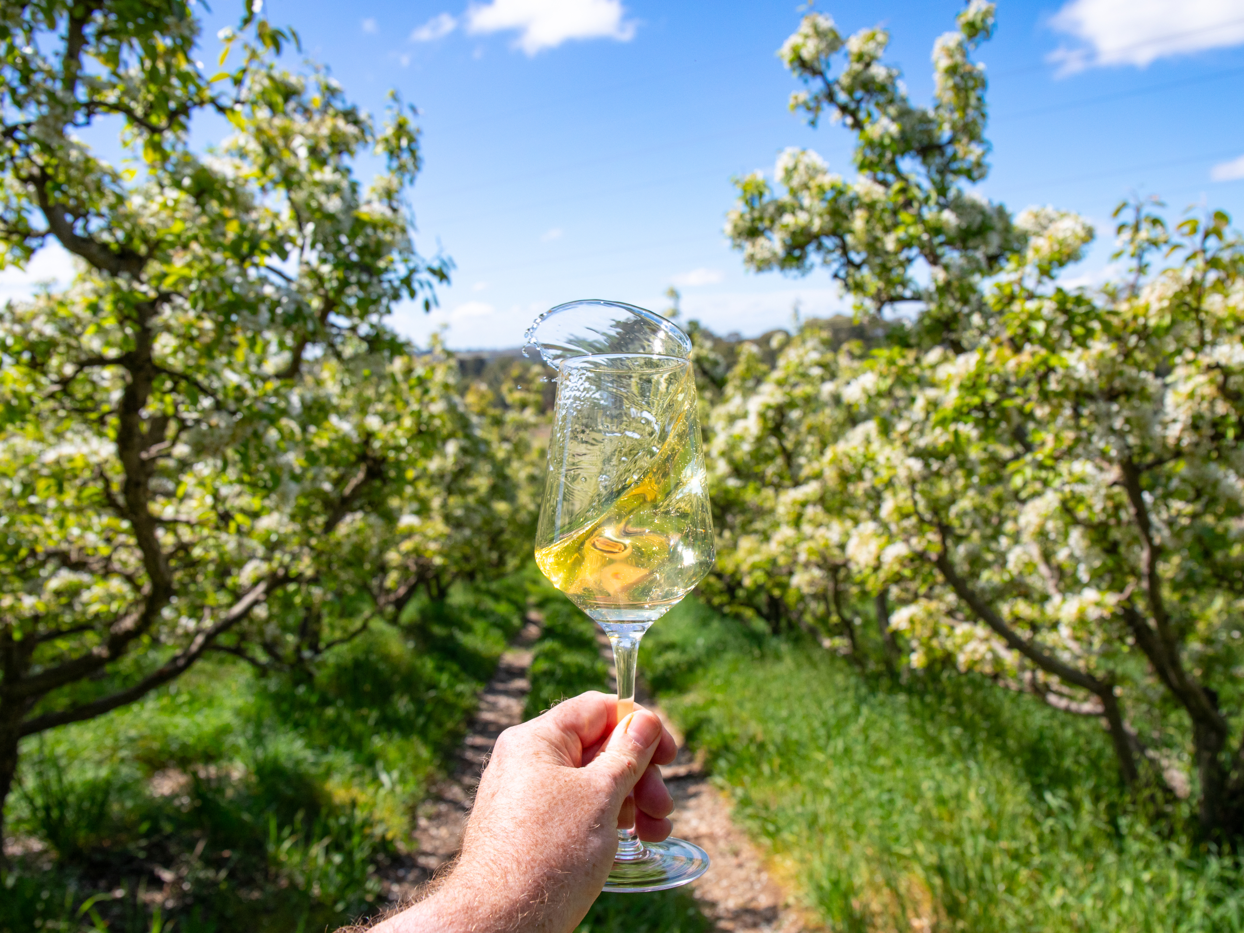 Pear Cider at Paracombe Premium Perry in the Adelaide Hills