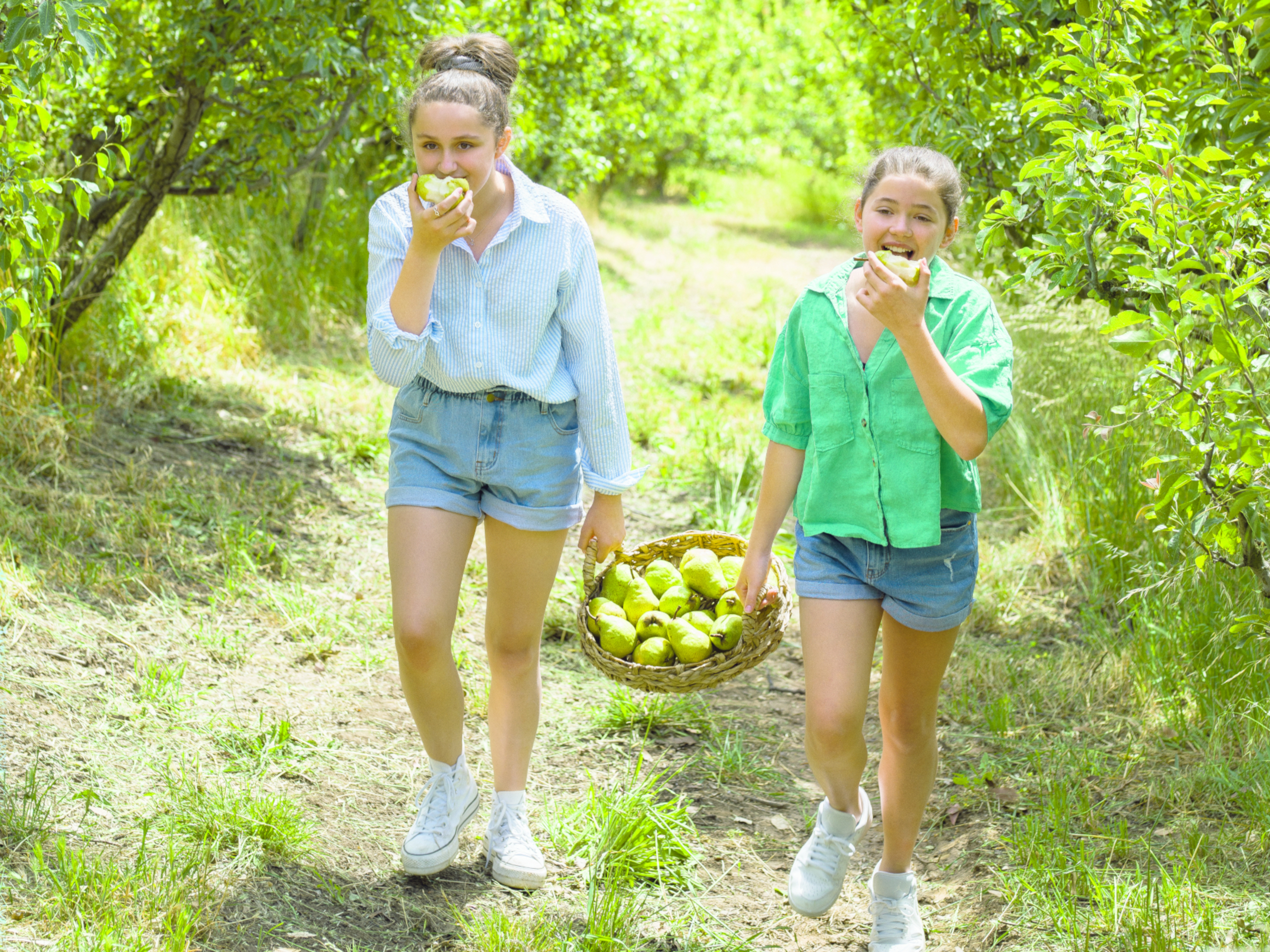 Paracombe Premium Perry - Pick Your Own Organic Pears Adelaide Hills