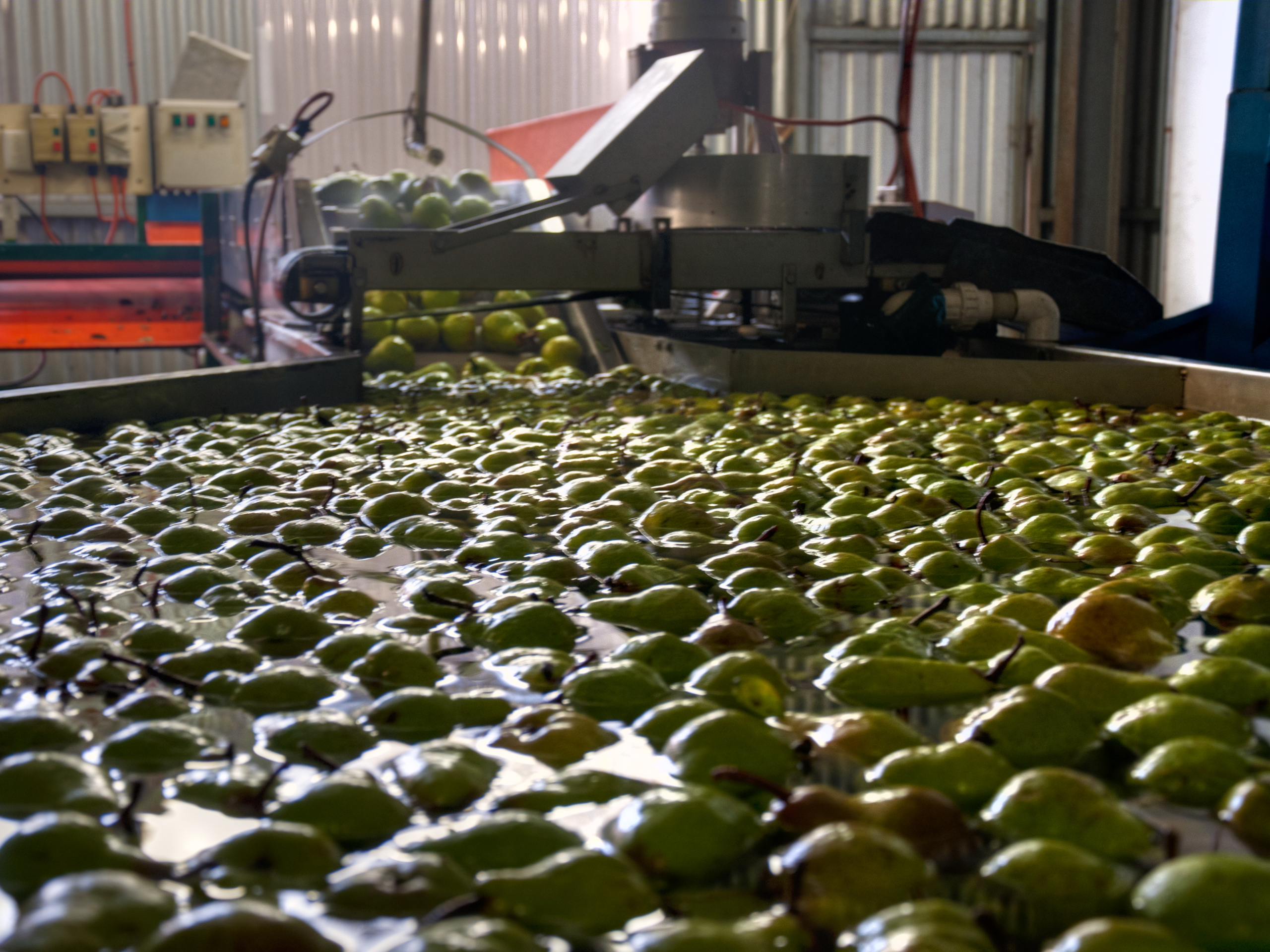 Paracombe Premium Perry - Tour and Tasting Experience Adelaide Hills - Grading Pears for Market